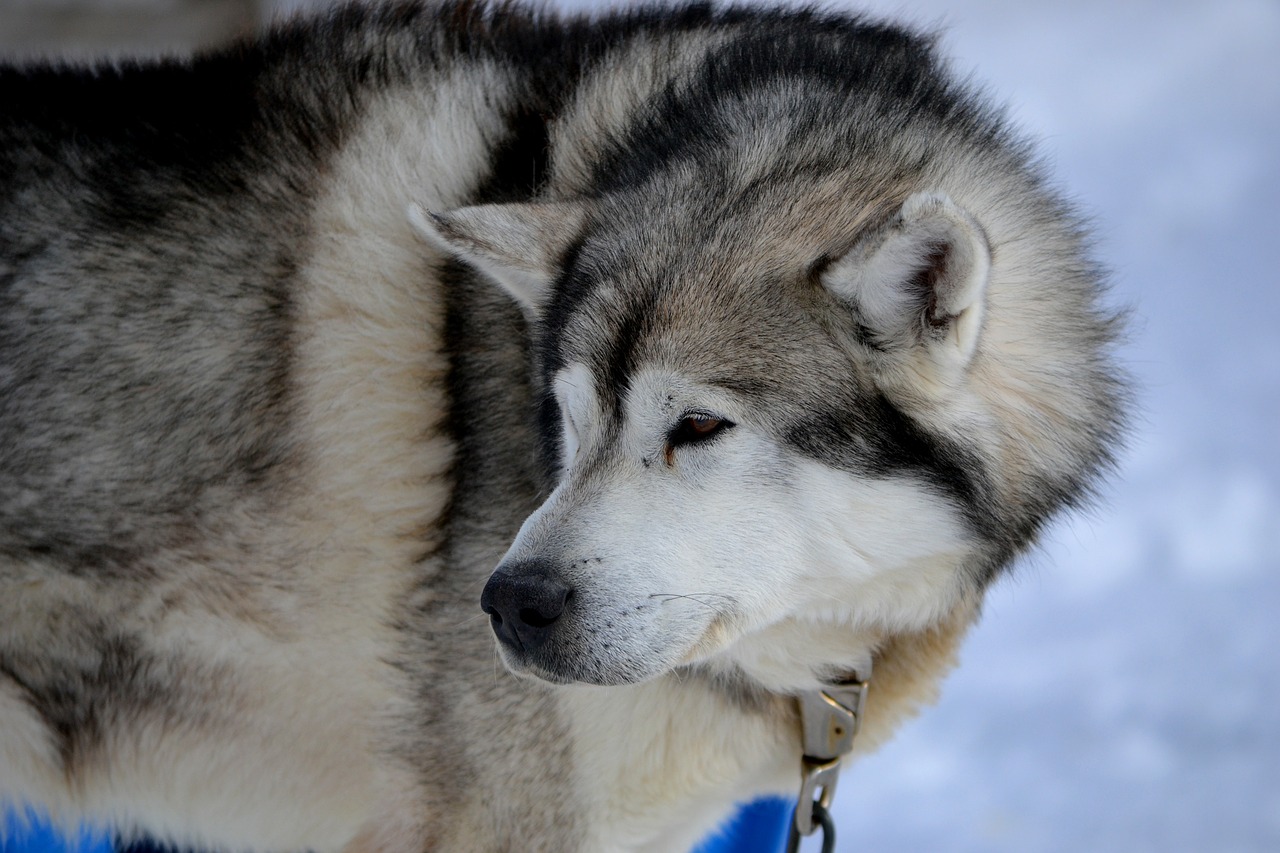 Image - husky siberian husky huskies sled