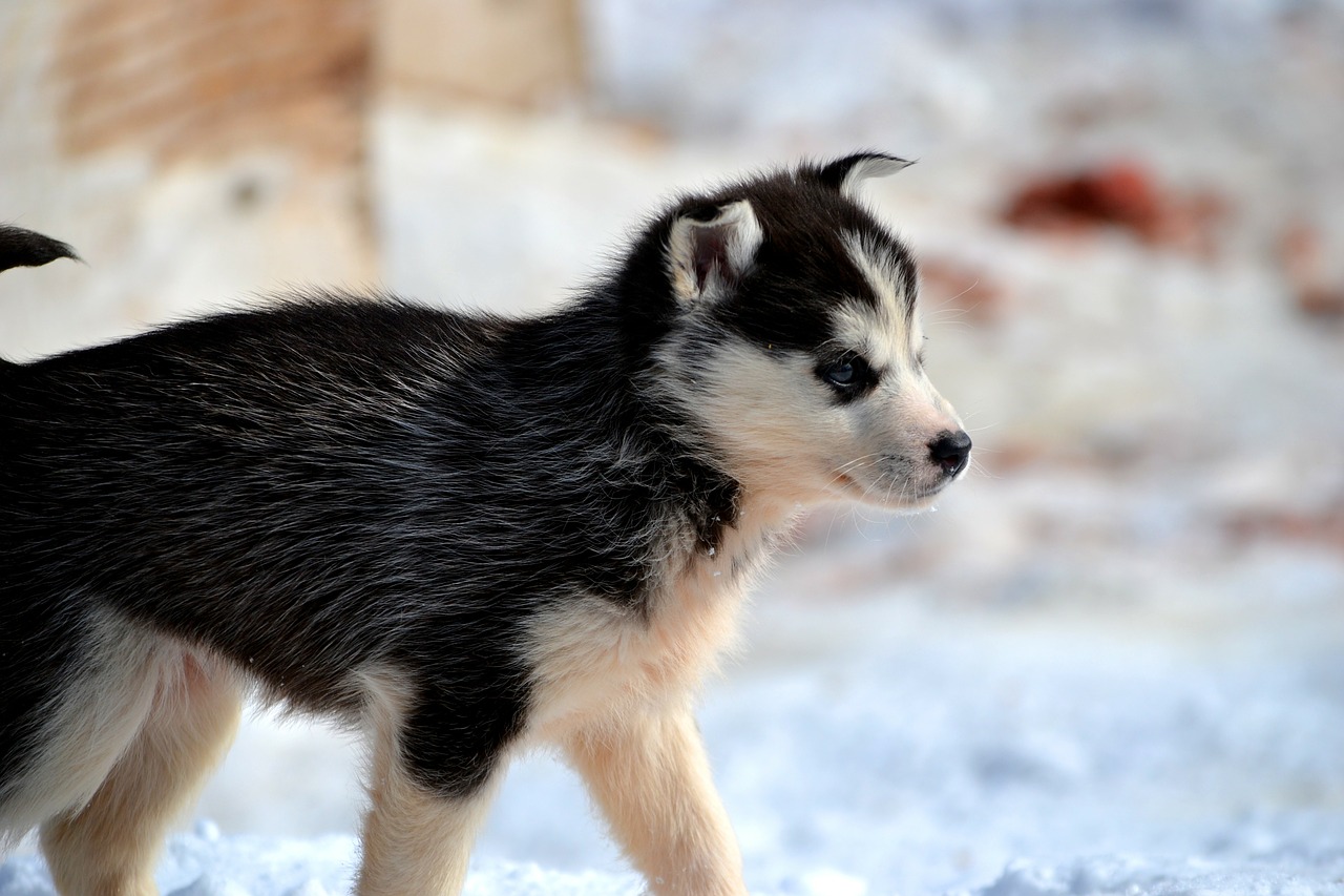 Image - huskies sled dogs siberian huskies