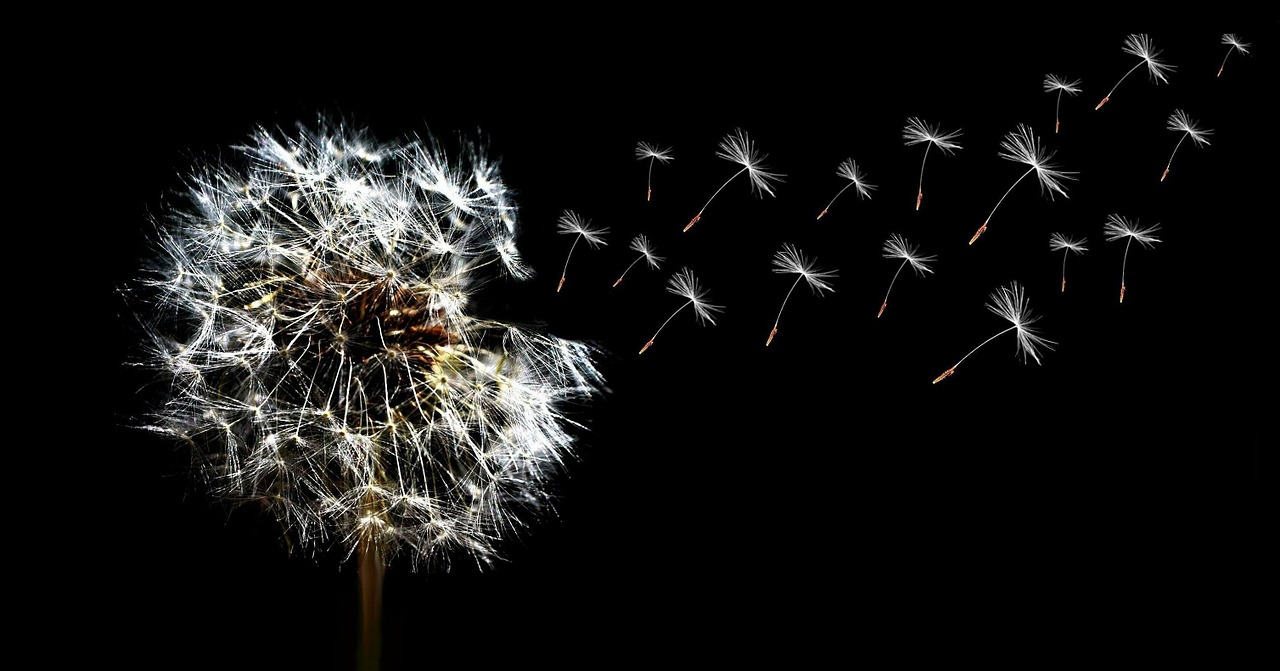 Image - dandelion close seeds