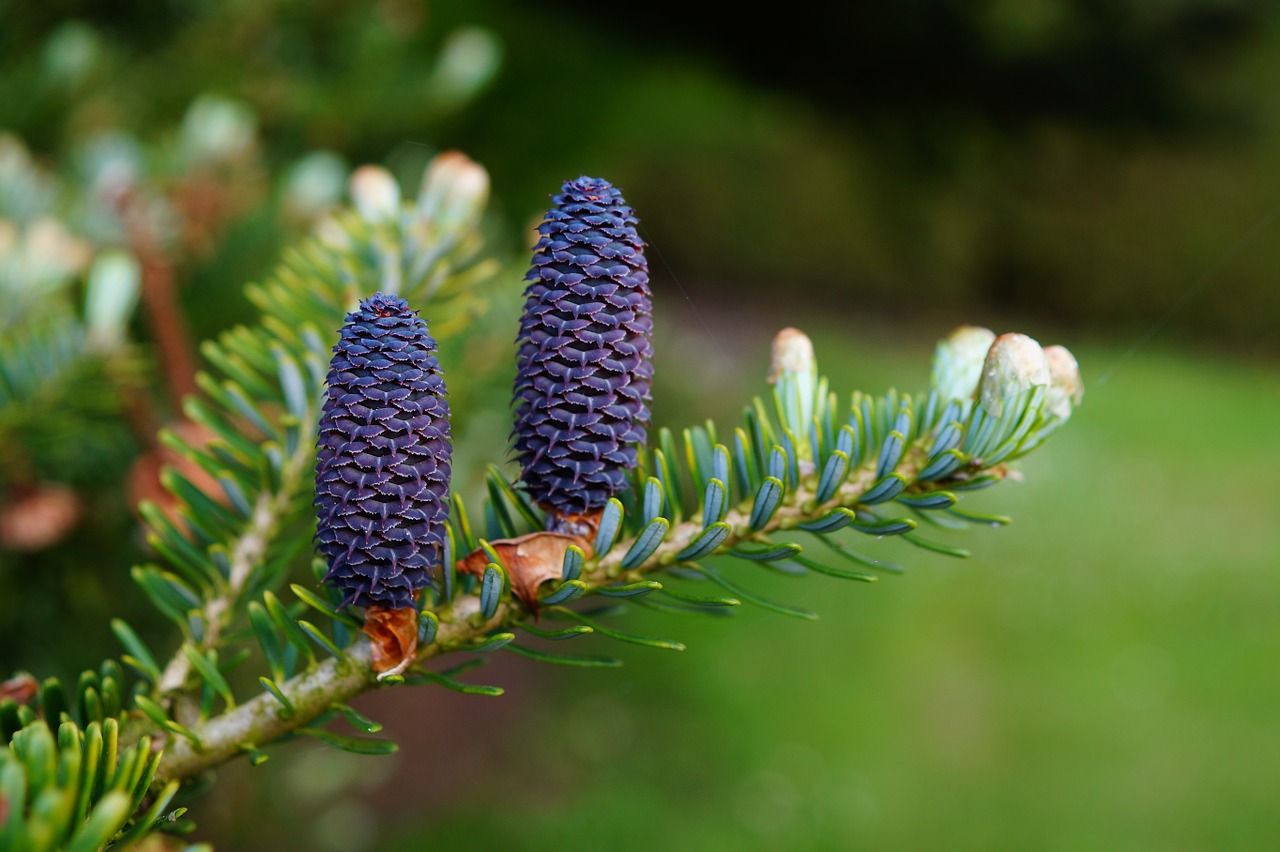 Image - fir tannenzweig pine cones needles