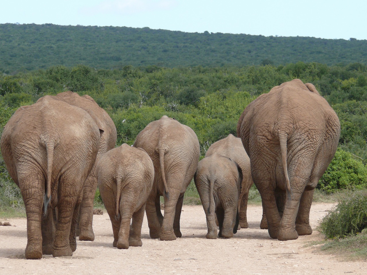 Image - elephant herd of elephants flock