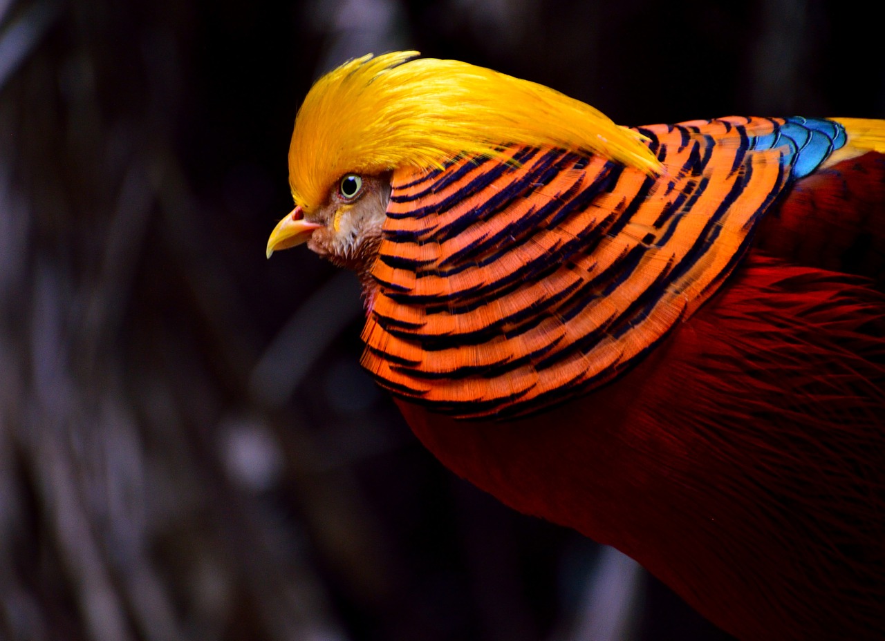 Image - golden pheasant pheasant bird