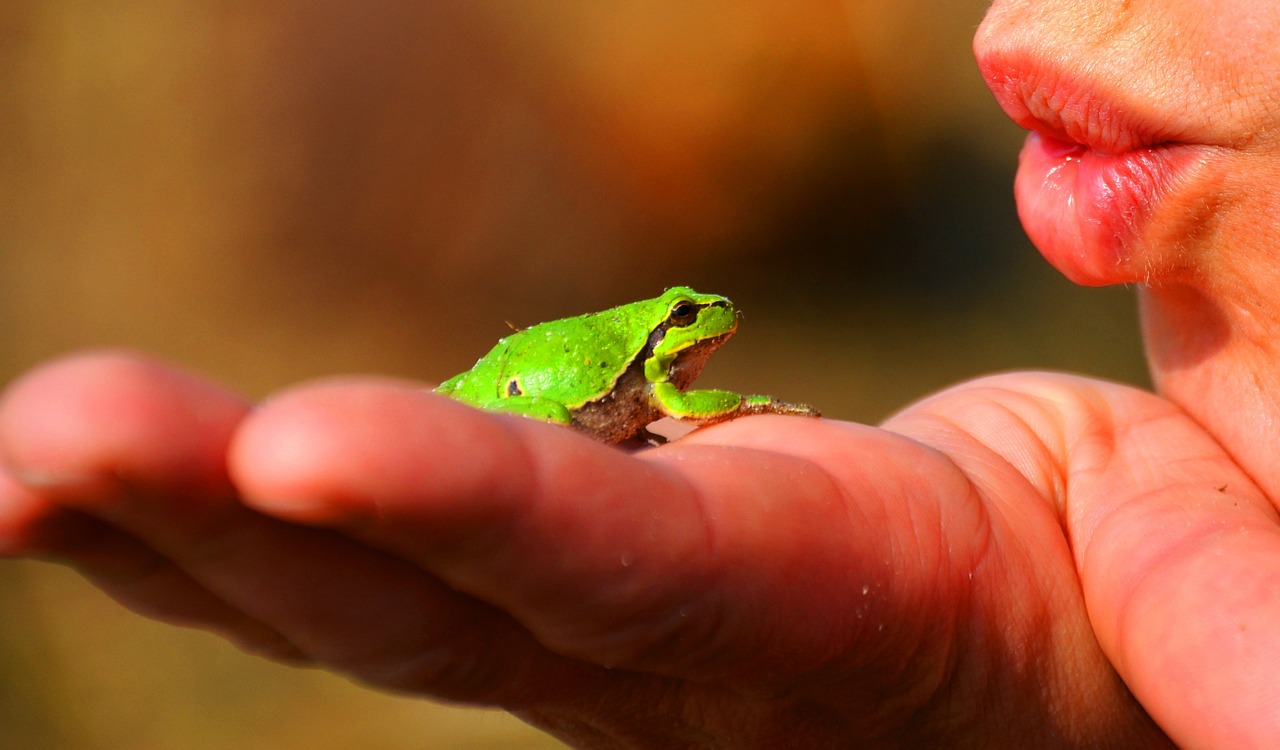 Image - frog prince frog tree frog