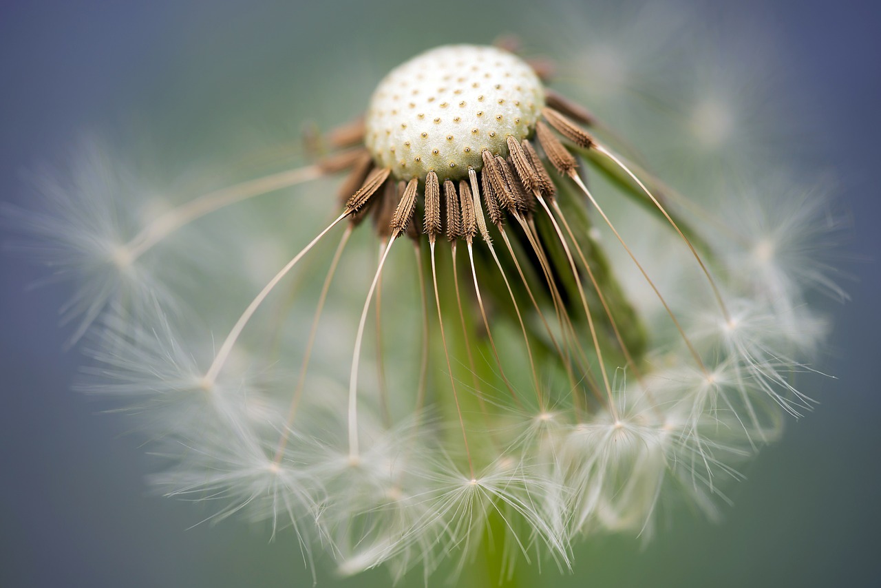 Image - common dandelion dandelion