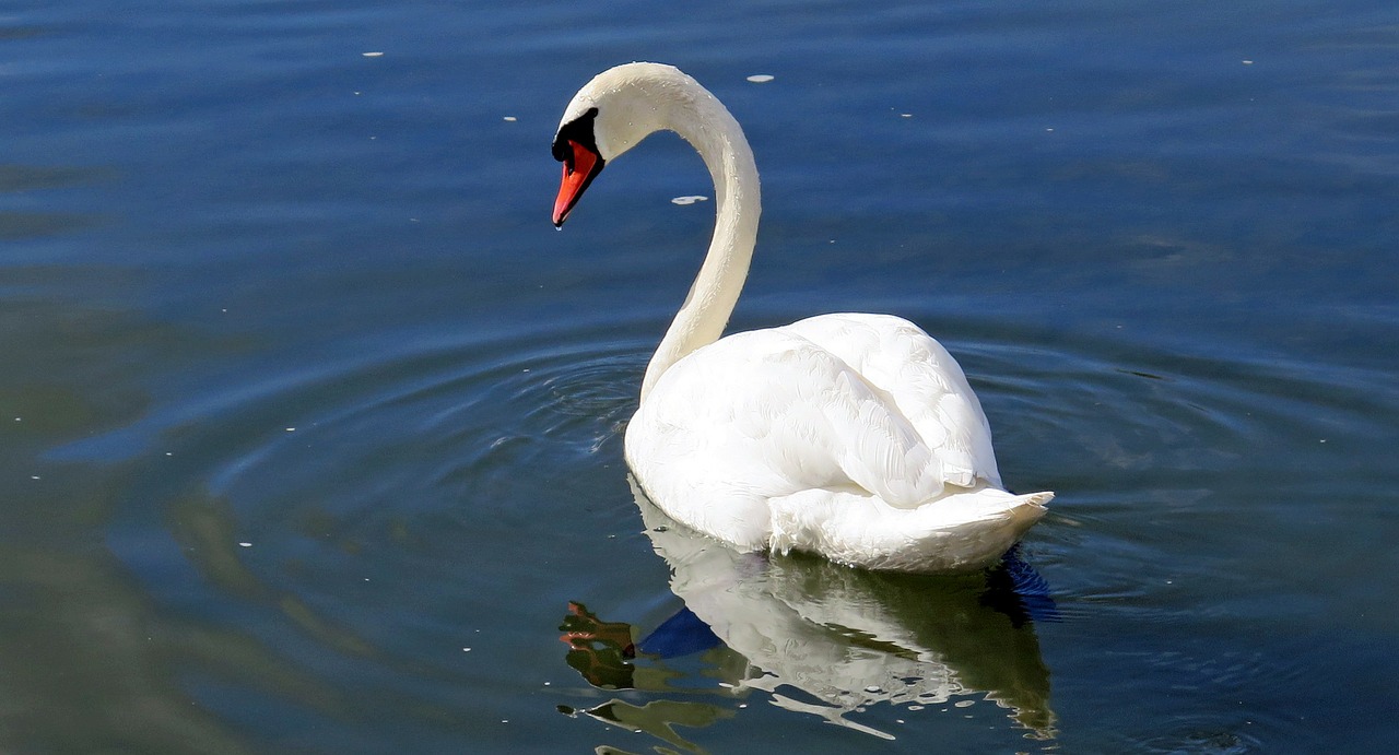 Image - swan water bird water river