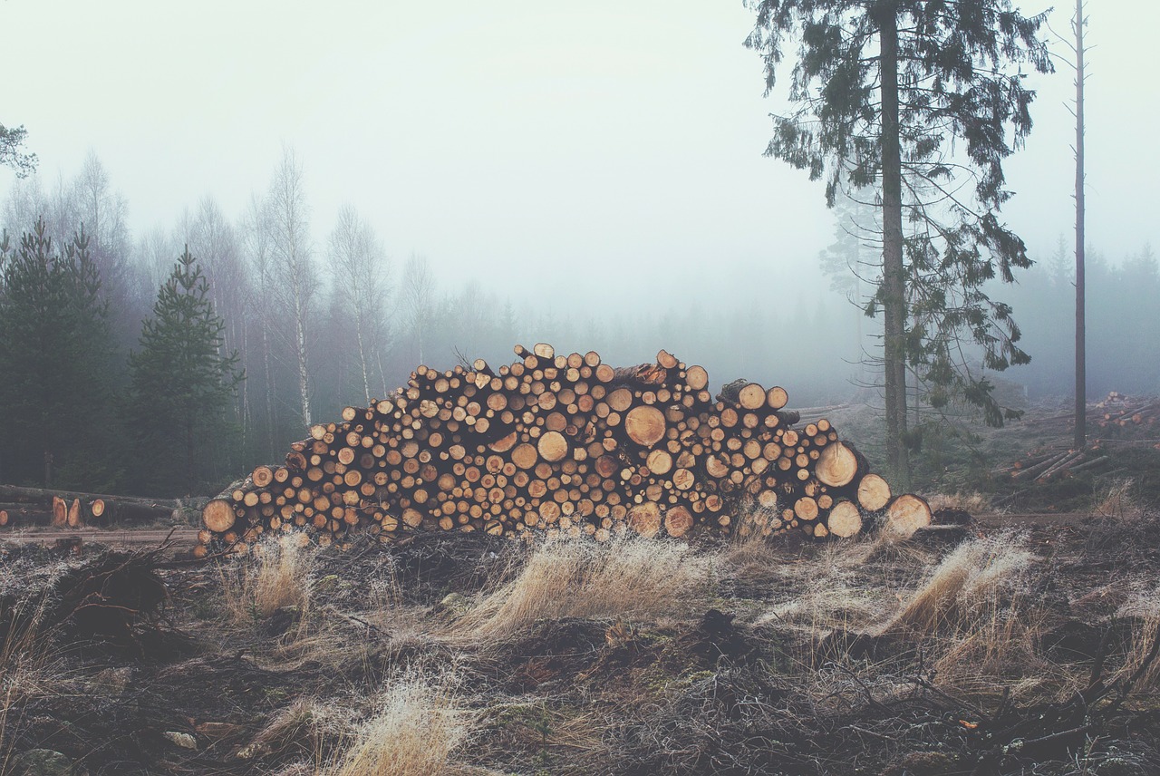 Image - wood logs trunks forest stack