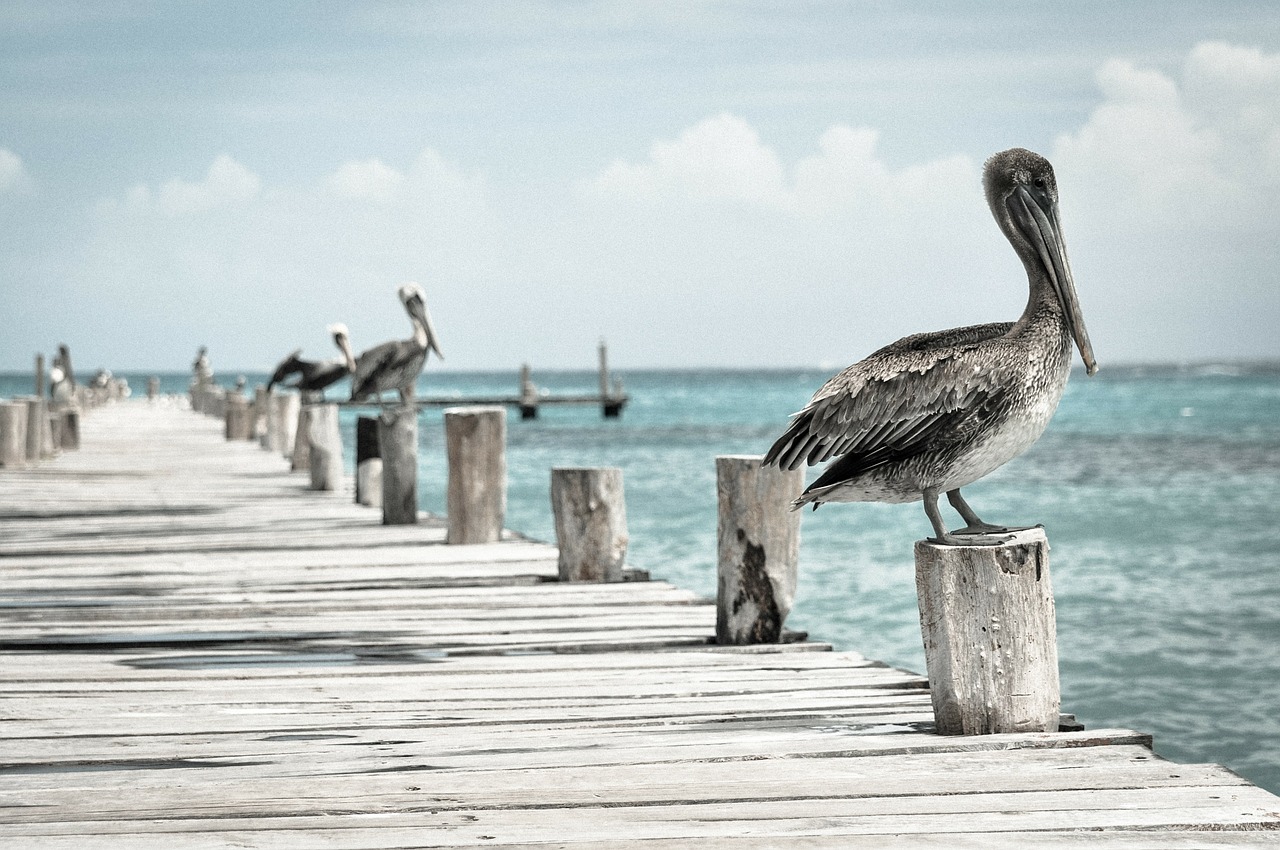 Image - pelican water bird