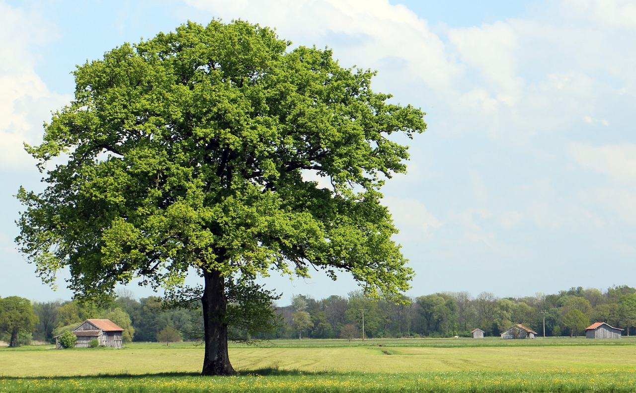 Image - tree nature meadow individually