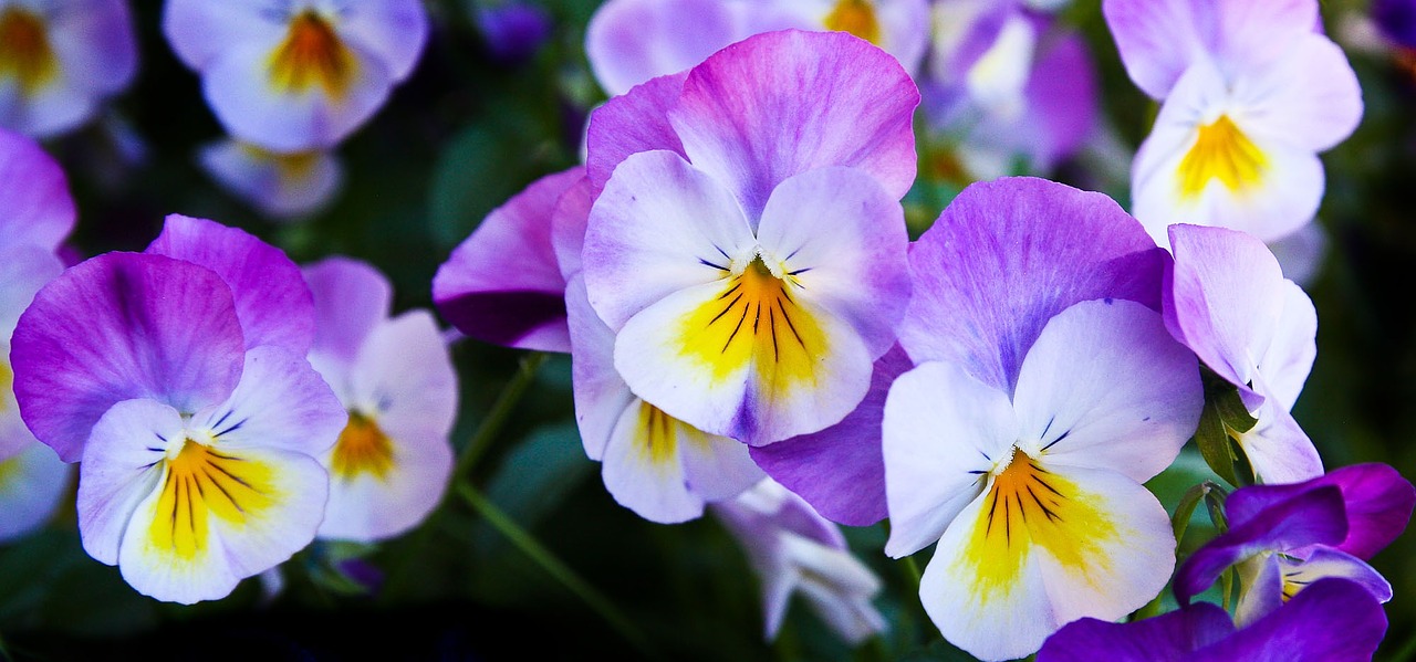 Image - pansy flowers purple nature spring