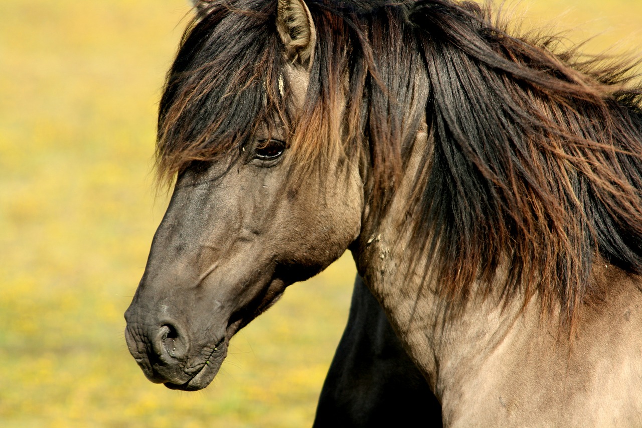 Image - horse nature animals meadow