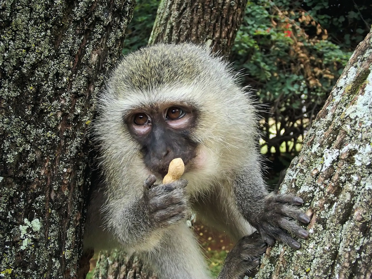 Image - vervet monkey vervet monkey ape