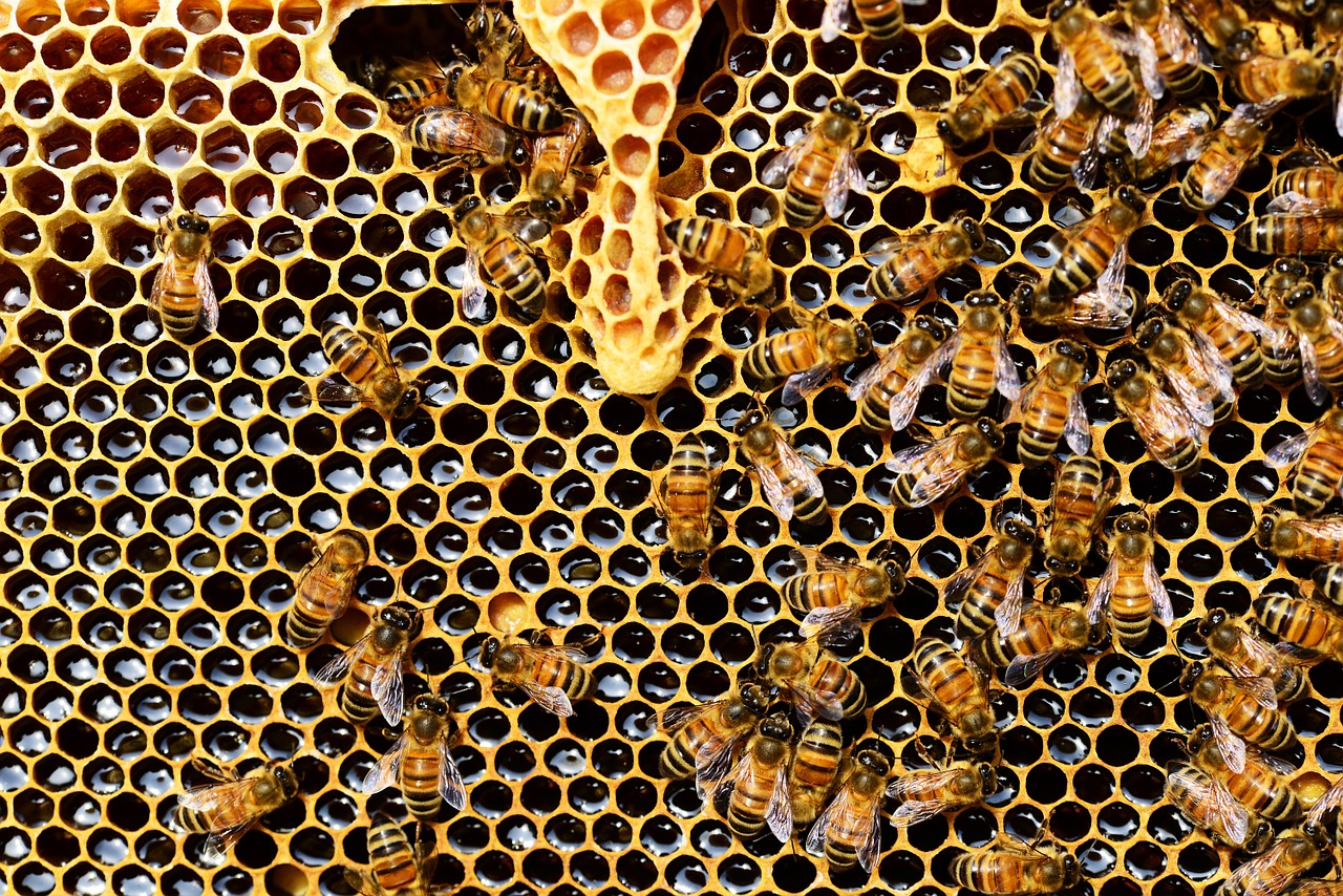 Image - queen cup honeycomb honey bee