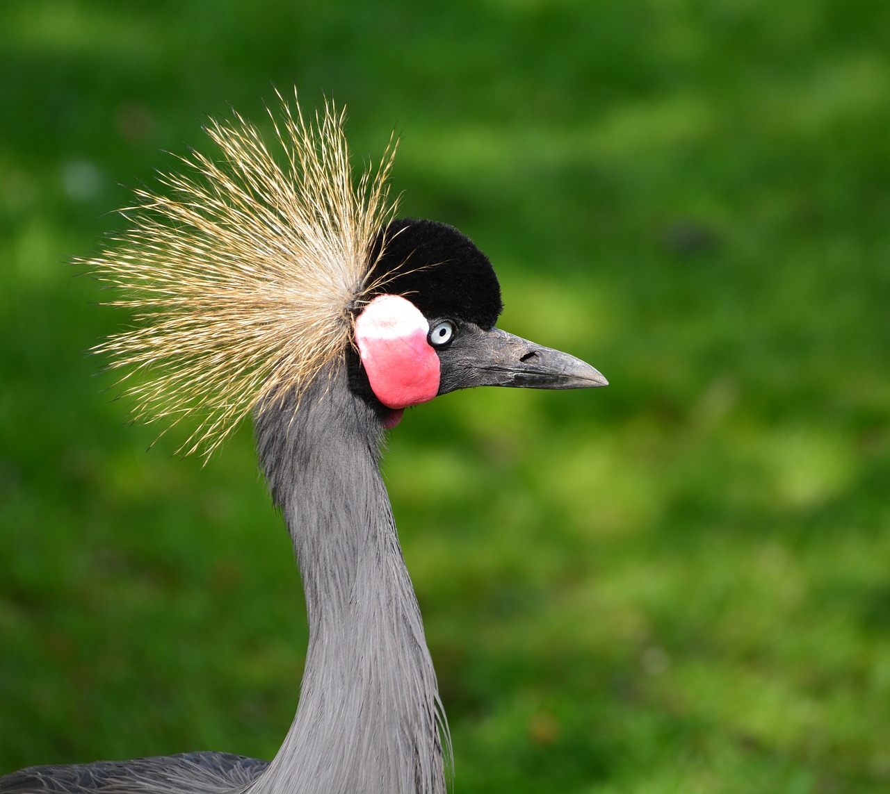 Image - grey crowned crane headdress