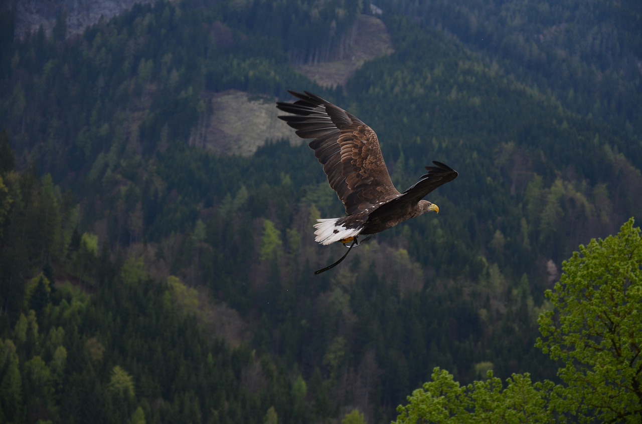 Image - adler bird bird of prey raptor