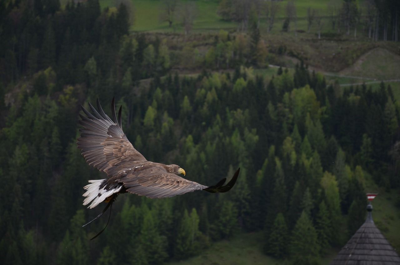 Image - adler bird bird of prey raptor