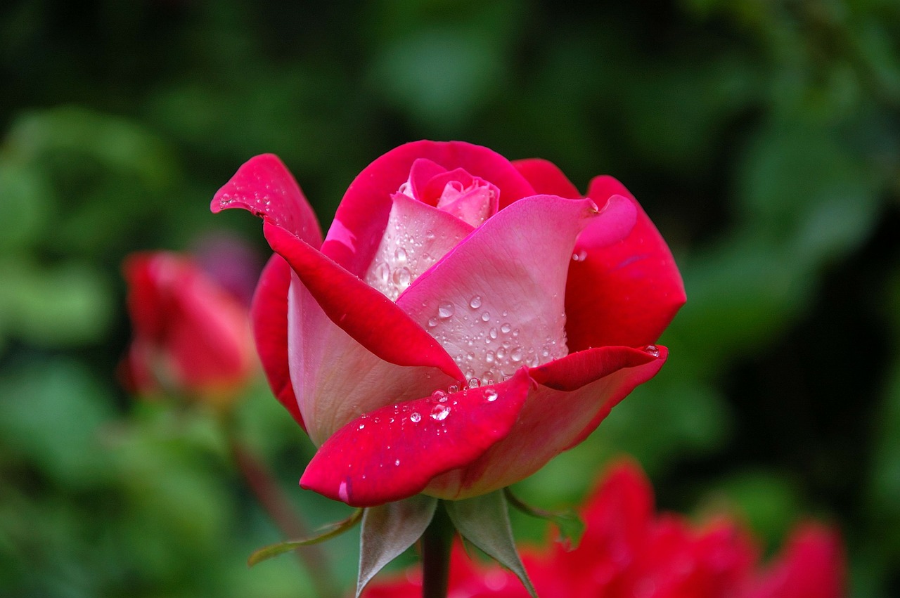 Image - garden rose red pink dewdrop