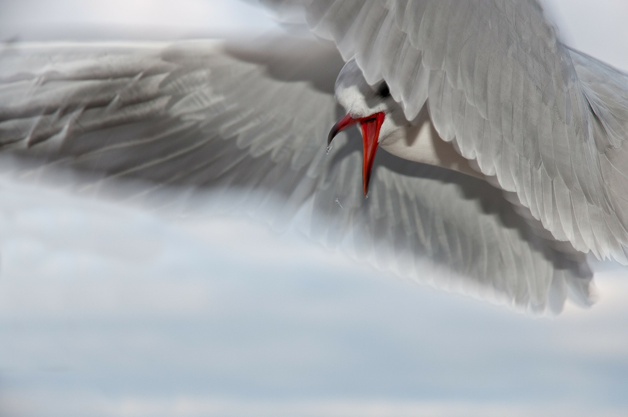 Image - seagull bird close water bird sea