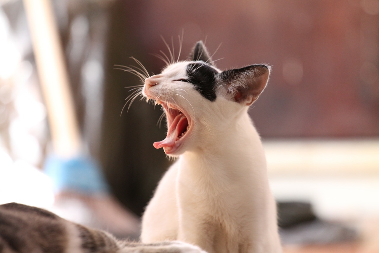 Image - animal cat kitten funny yawning