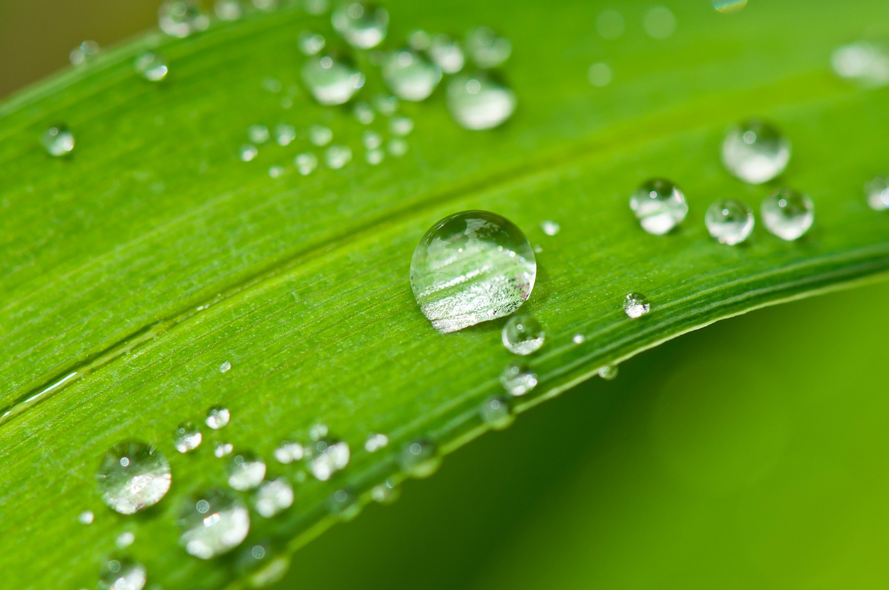Image - drip dew dewdrop water
