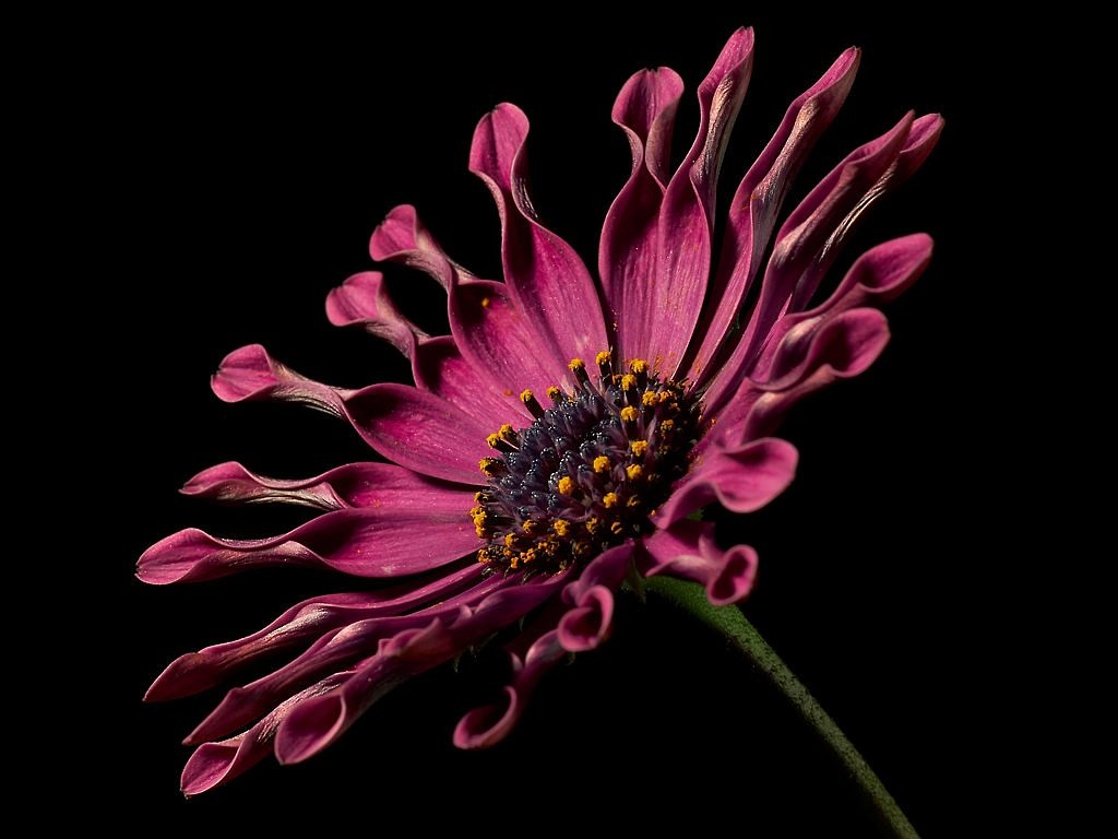 Image - cape basket pink osteospermum