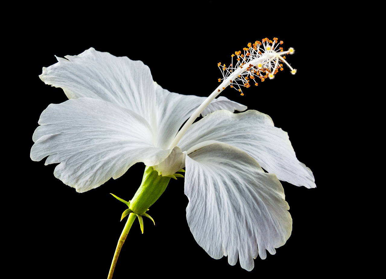 Image - hibiscus blossom bloom flower