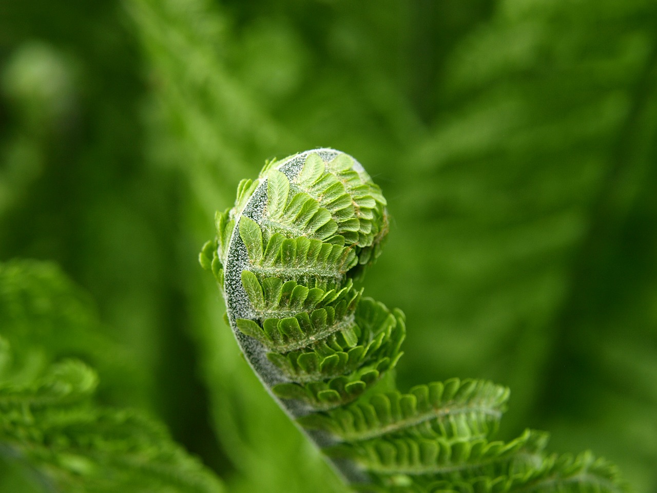 Image - fern green plant spring