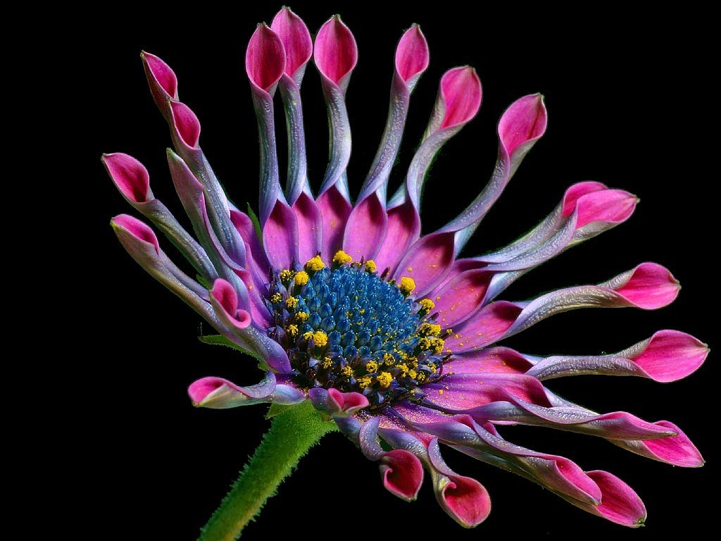 Image - african daisy flower nature flora