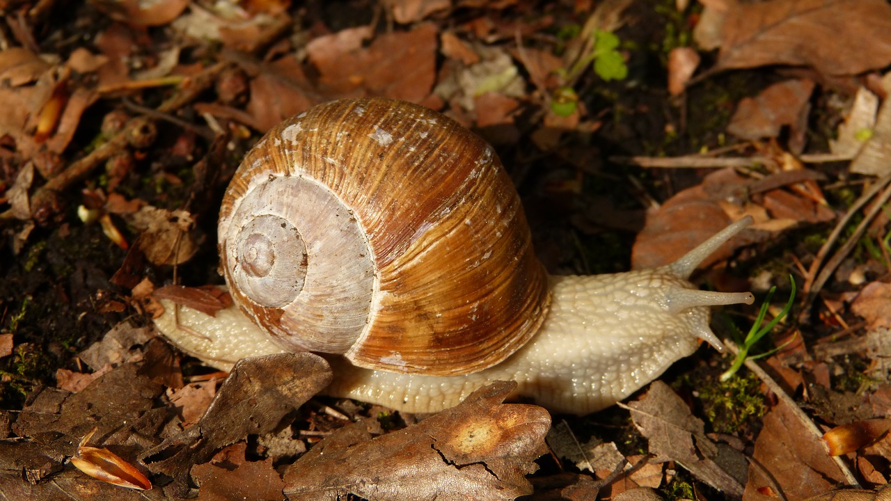 Image - snail wirbellos animal nature