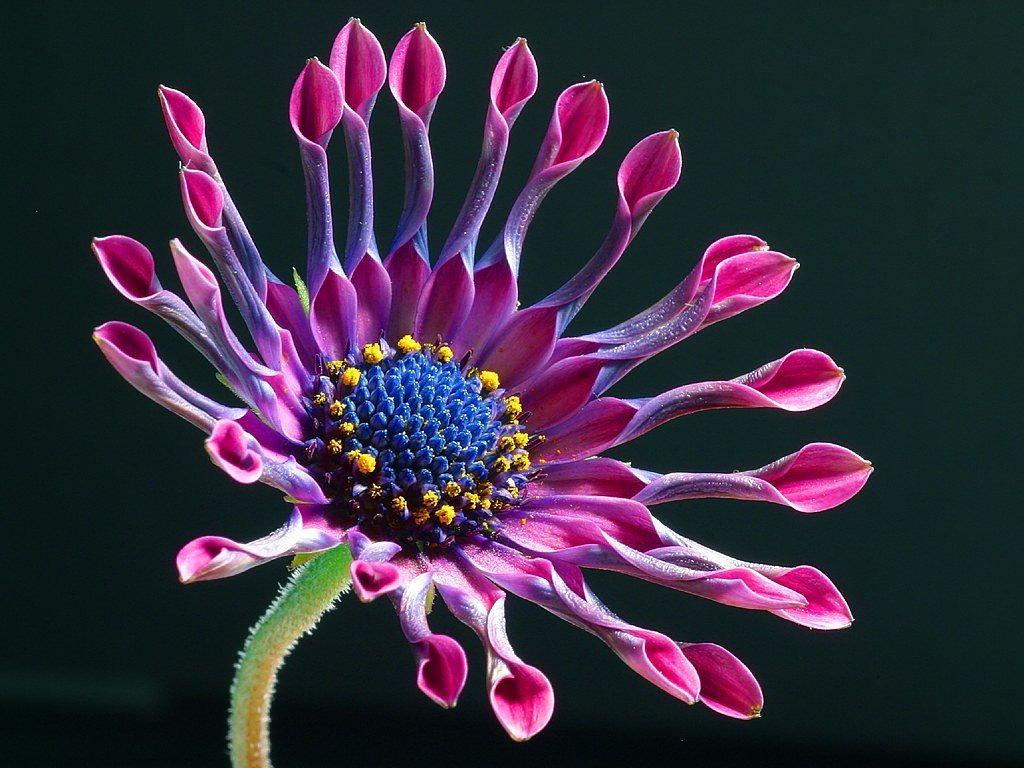 Image - cape basket pink osteospermum