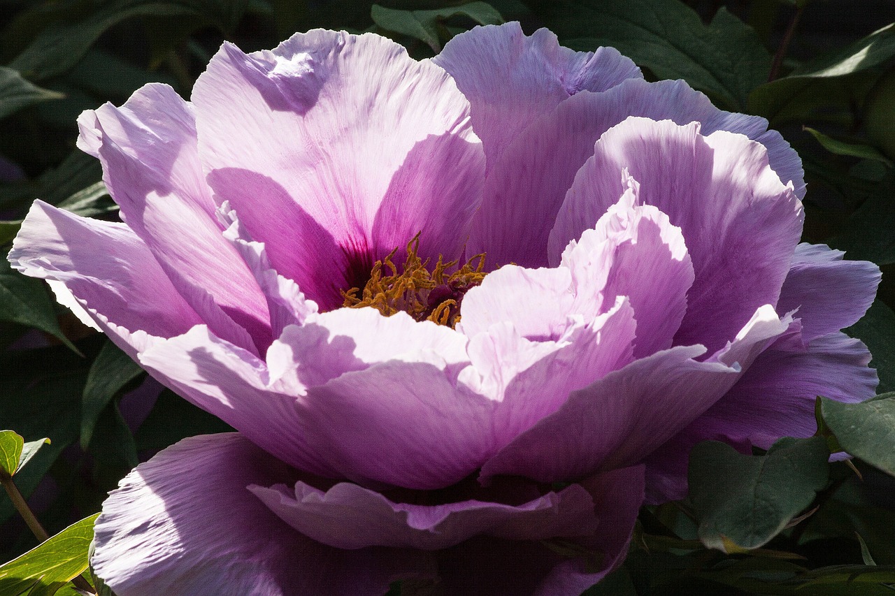 Image - peony flower nature flora spring