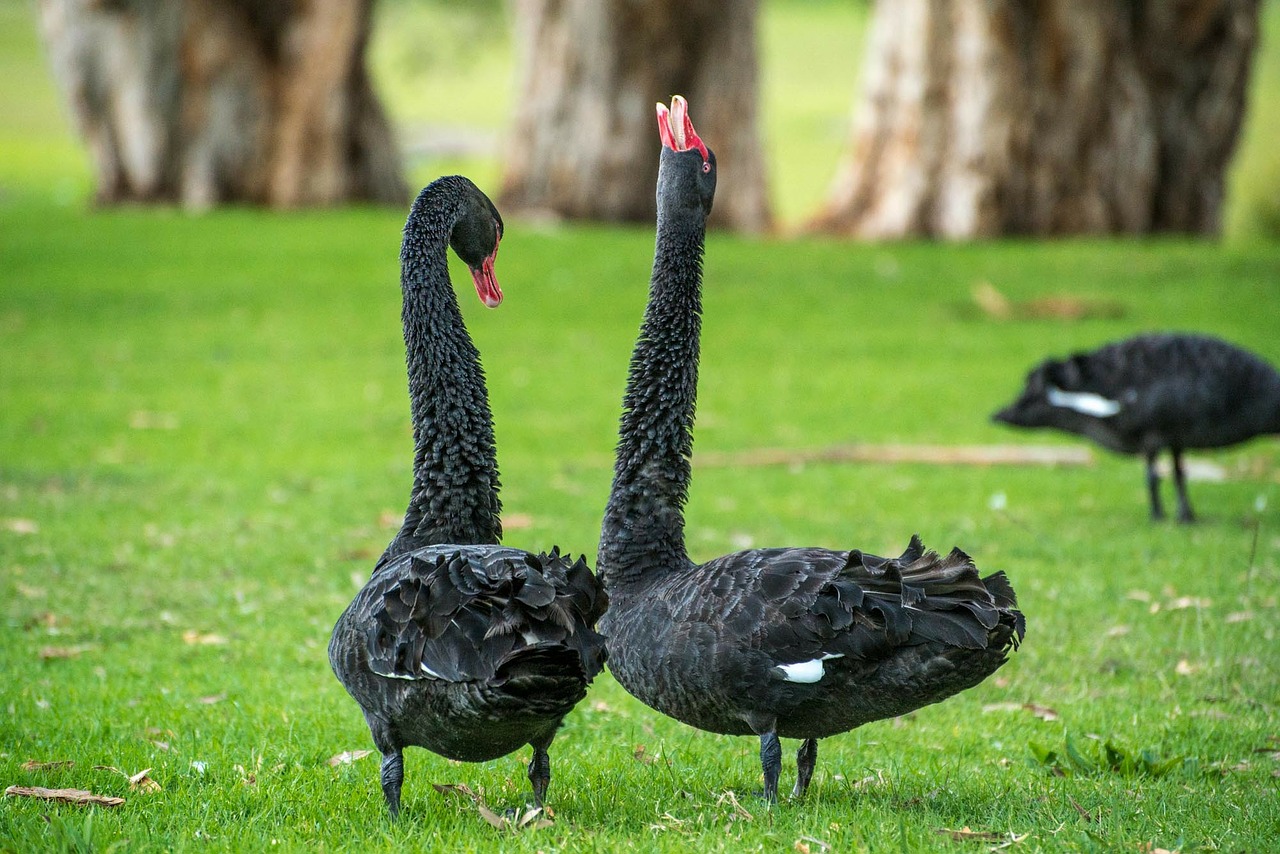 Image - black swan swan goose bird dance