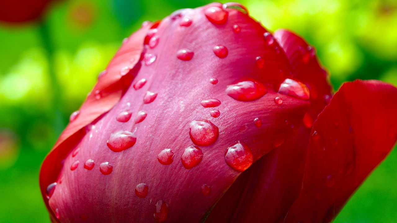 Image - tulip after the rain raindrops