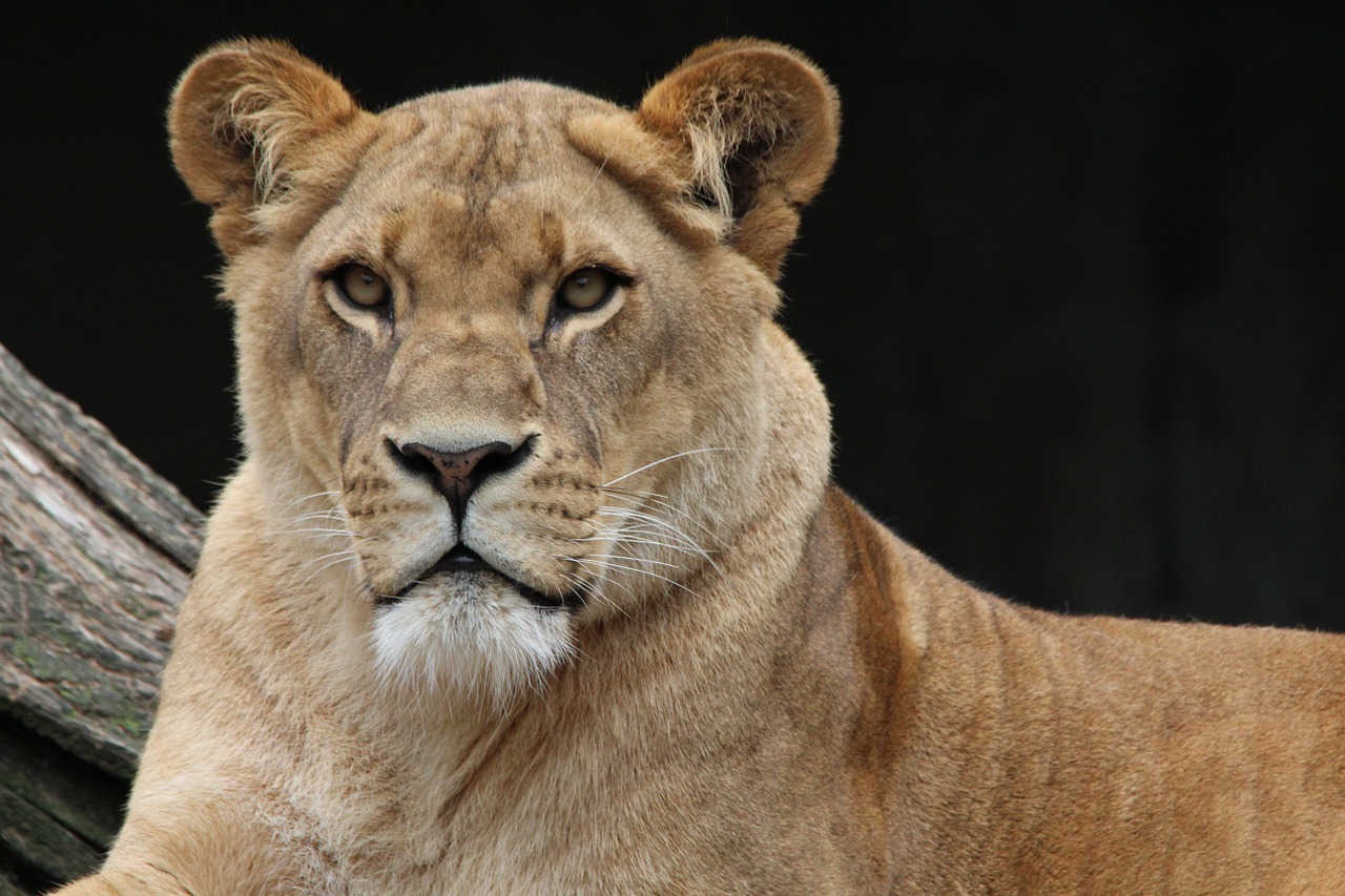 Image - lion panthera leo lioness