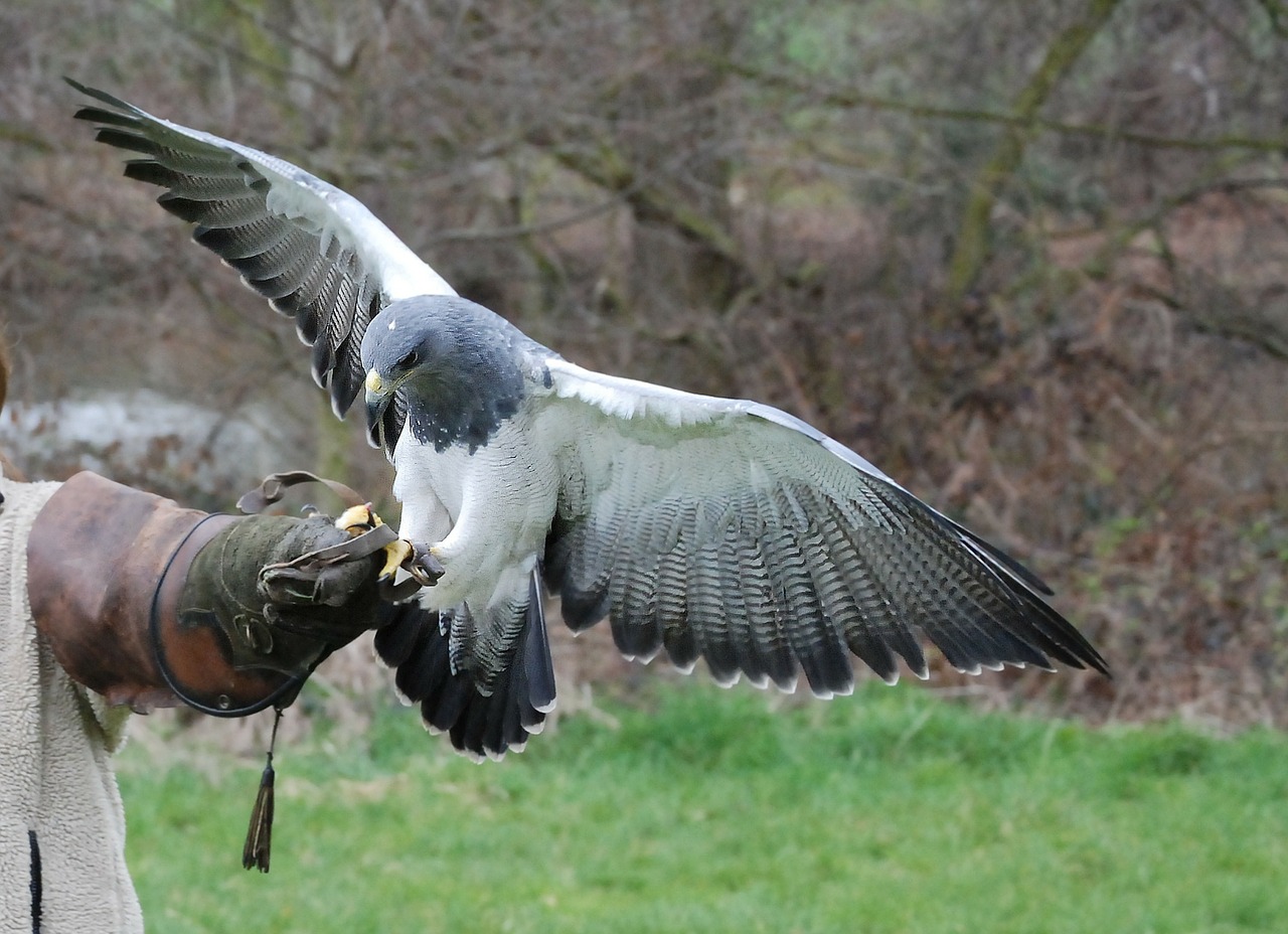 Image - raptor bird training falconry