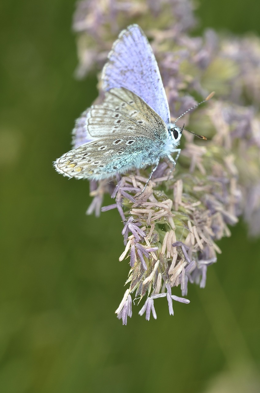 Image - butterfly macro insect bugs