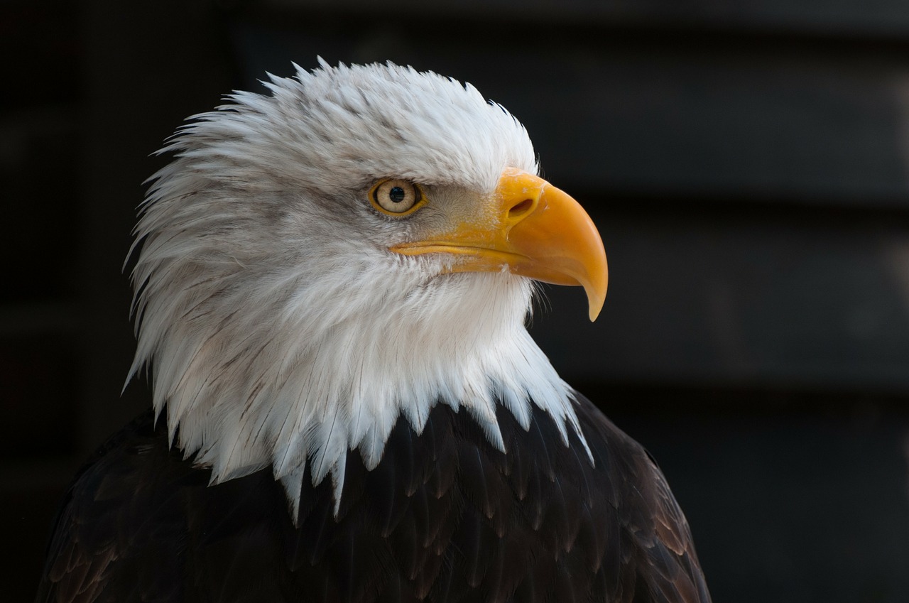 Image - bald eagles bald eagle bird of prey