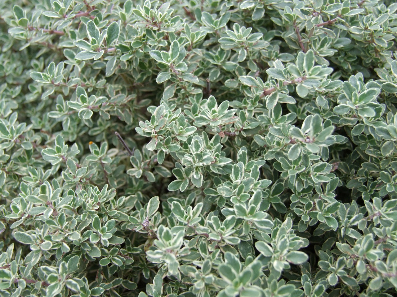 Image - thyme plant herb spices