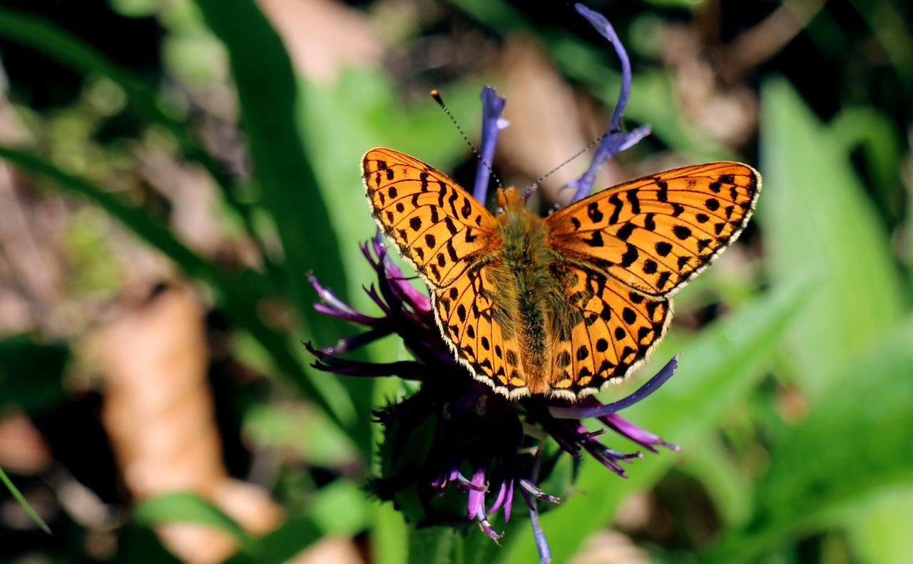 Image - wetlands   mother of pearl butterfly