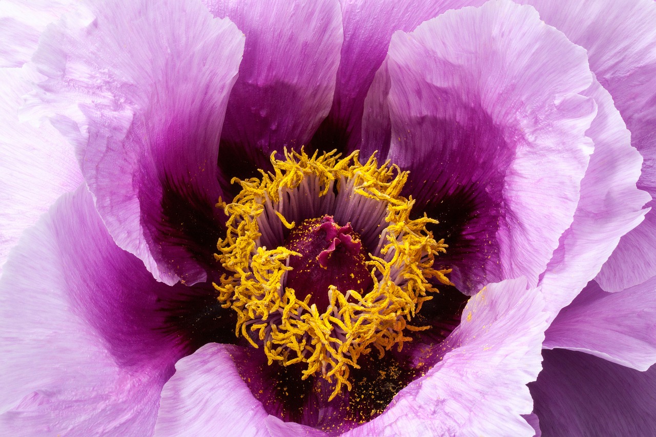 Image - peony flower nature flora spring