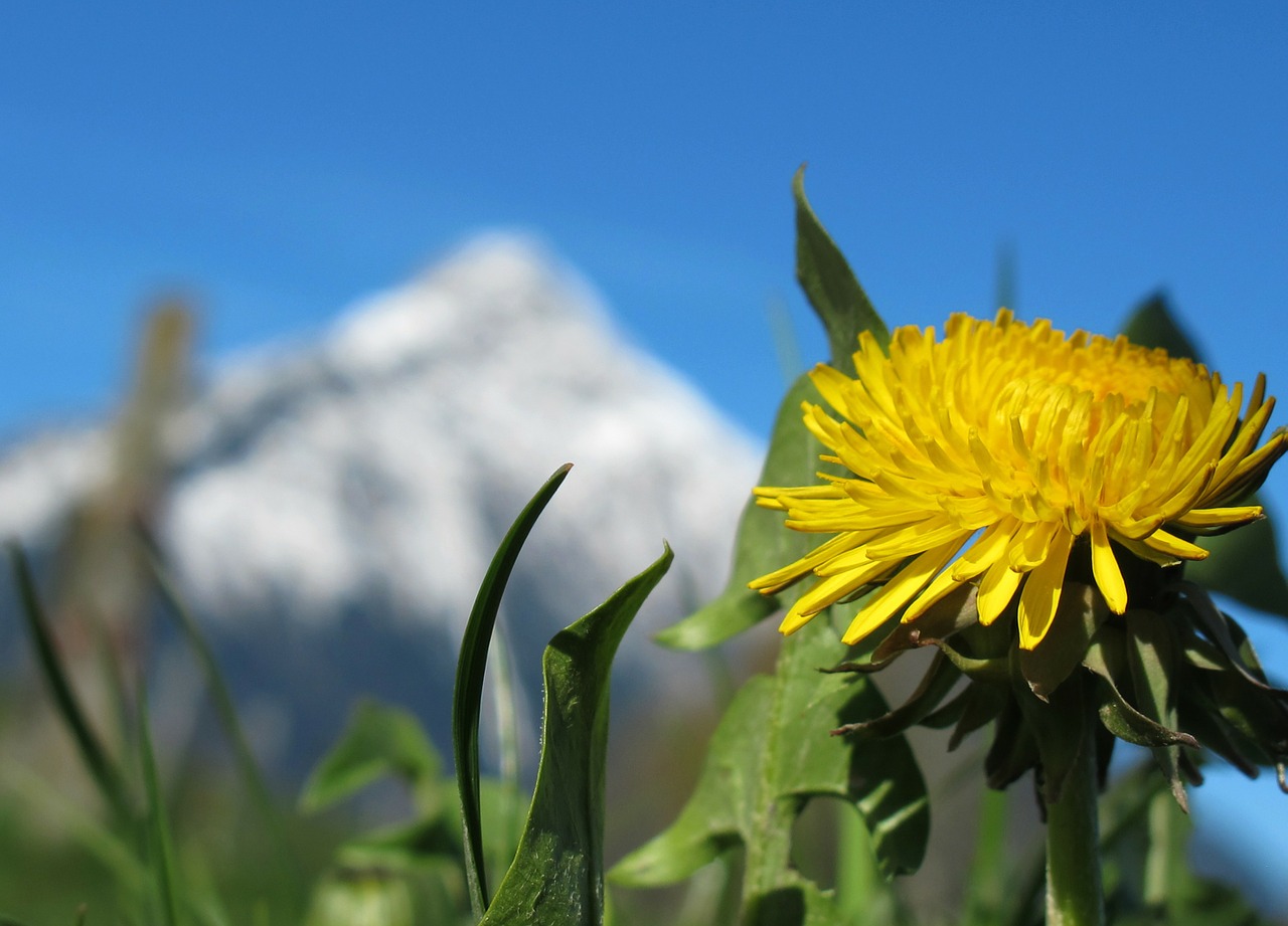 Image - spring spring flower dandelion