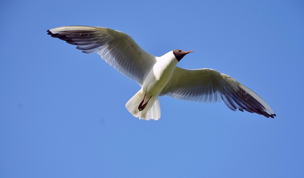 Image - seagull sea gull bird white gray