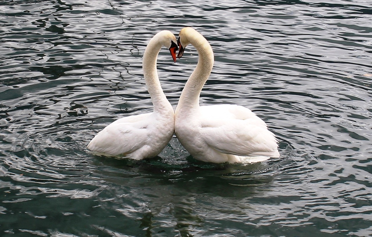 Image - swans swan pair heart love lake