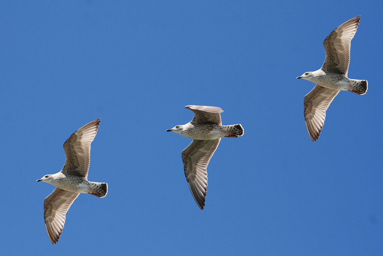 Image - gulls seagull wings feather sky