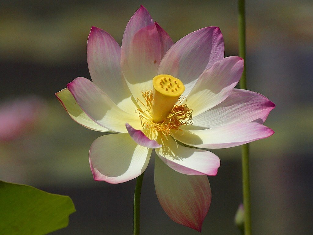 Image - lotus blossom flower nature flora