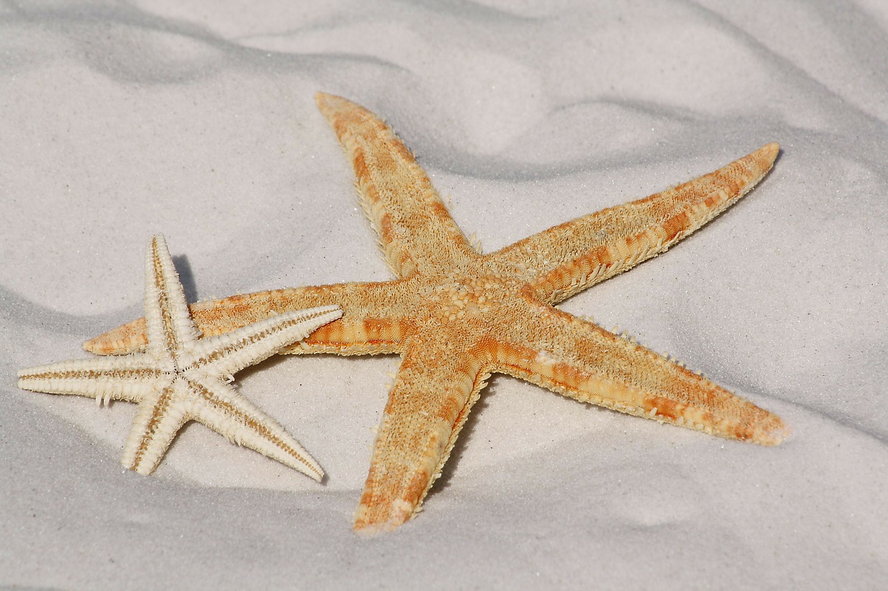 Image - starfish sand beach sea water sun