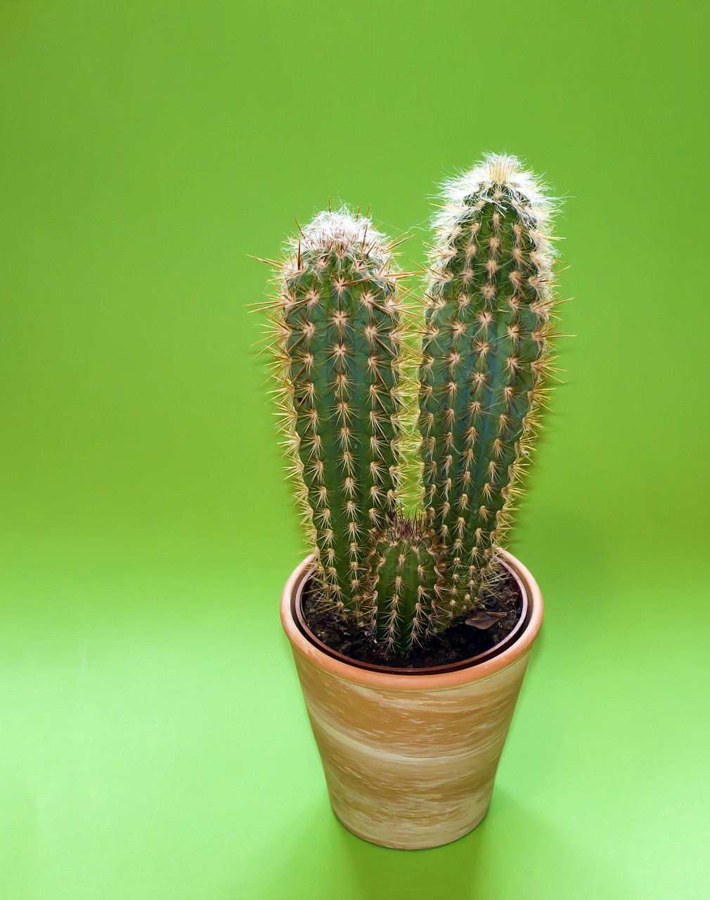 Image - cactus plant plant rack green