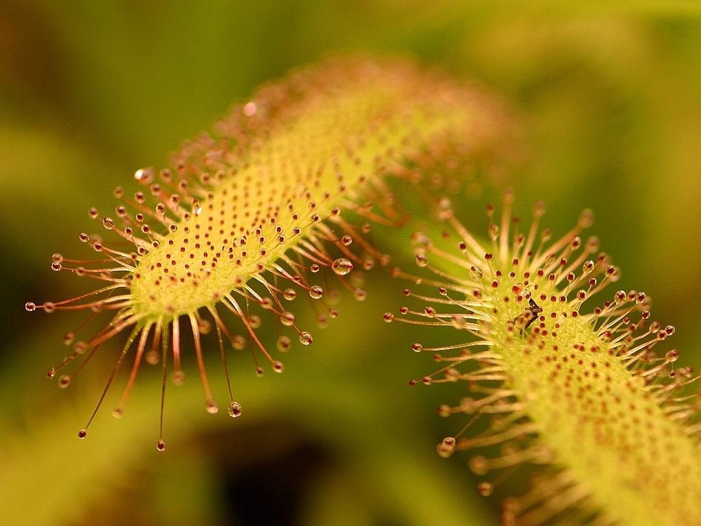 Image - carnivore flower sticky nature