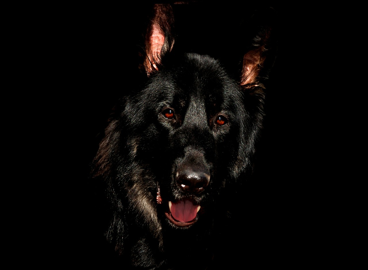 Image - alsatian black eyes german shepherd