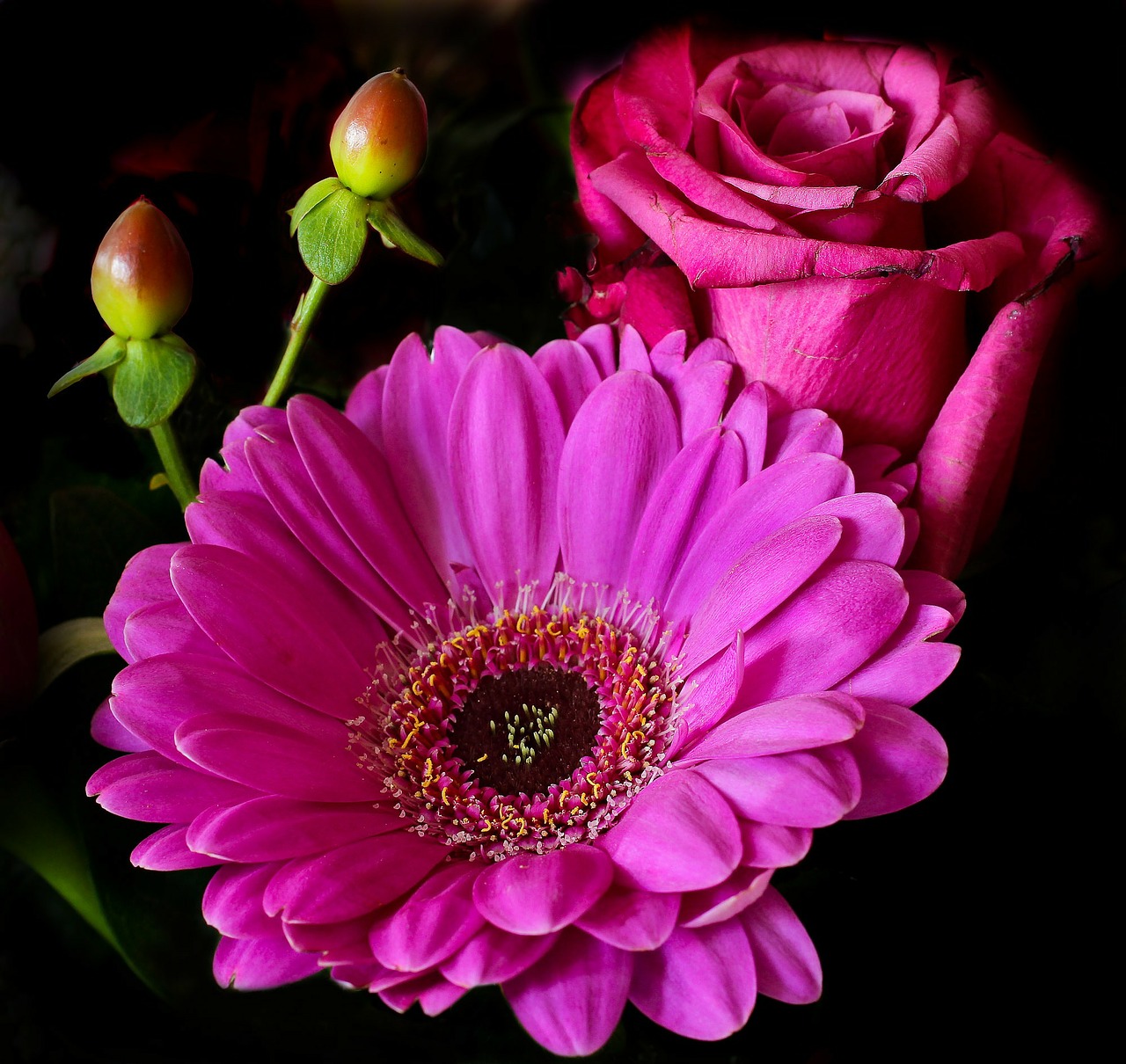 Image - flower rose blossom bloom plant