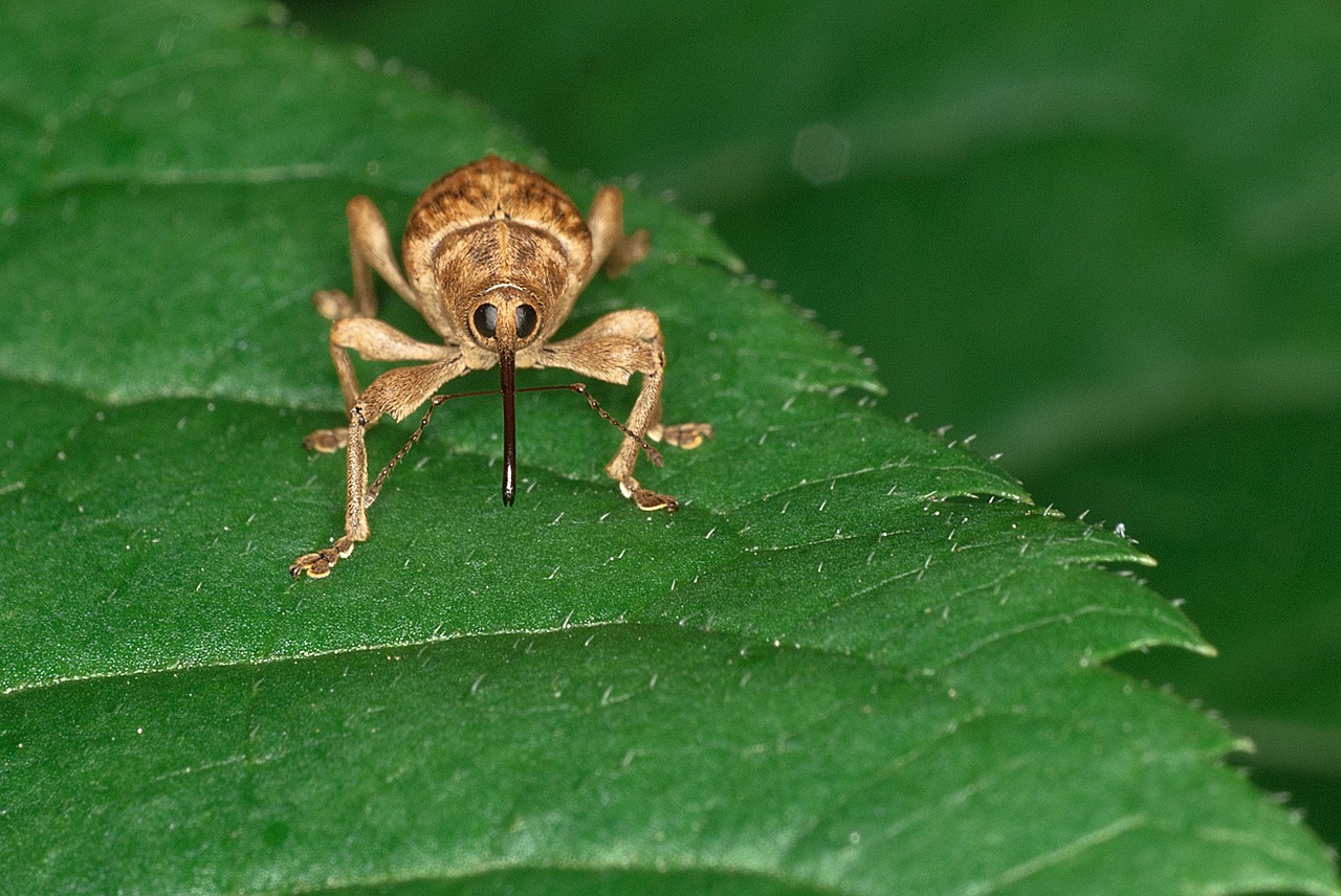 Image - weevil beetle insect curculionoidea